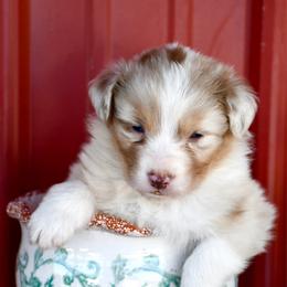 Buzz - Red merle male Australian Shepherd puppy in Kirksville, Missouri from BellSharps Australian Shepherds