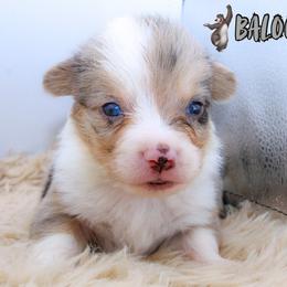 Baloo - Blue merle and white male American Corgi puppy in Star City, Arkansas from T4 Farms