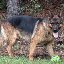 Azaria - German Shepherd