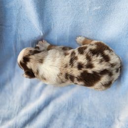 Rmf - Red merle female Miniature Australian Shepherd puppy in Lakeland, Florida from Sunshine Mini Aussies