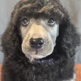 Silver Standard Poodle Blue Collar Edward - Silver male Poodle puppy in Lillian, Alabama from Moondancers Poodles