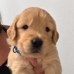4th pick boy - Golden male Golden Retriever puppy in Fresno, California from Warwick’s Central California Goldens