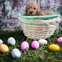 Goldendoodle Puppies from Goldendoodles of Anchor Bay