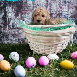 Goldendoodle Puppies from Goldendoodles of Anchor Bay