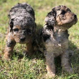 Goldendoodle Puppies from Tiny paws Golden