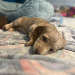 Dachshund Puppies from M&M Pups