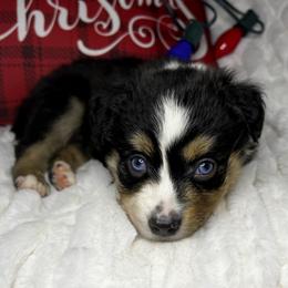 Toy Australian Shepherd Puppies from Kickapoo Creek Toy Aussies