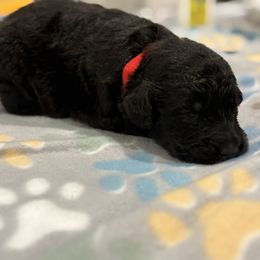 Goldendoodle and Poodle Puppies from Southern Stroll Poodles & Doodles