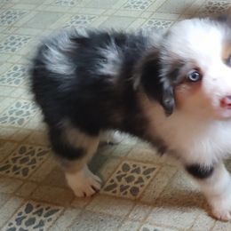 Archie - Blue merle Miniature Australian Shepherd puppy in Hartselle, Alabama from ELSRi’s Crimson Cross Mini Aussies