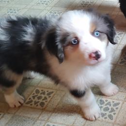Archie - Blue merle Miniature Australian Shepherd puppy in Hartselle, Alabama from ELSRi’s Crimson Cross Mini Aussies