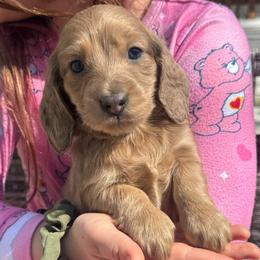 Girl 1 - Fawn (Isabella) female Dachshund puppy in Rio, Wisconsin from Three K Miniature Dachshunds