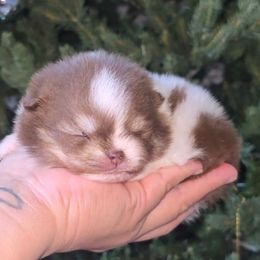 Elli - Chocolate and tan male Pomeranian puppy in Los Angeles, California from Pommies of LA