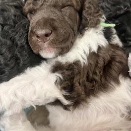 Poodle Puppies from Apricity Poodles