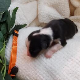 Miniature Australian Shepherd Puppies from Barnyard Mini Aussies