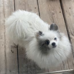 Daisy - Pomeranian