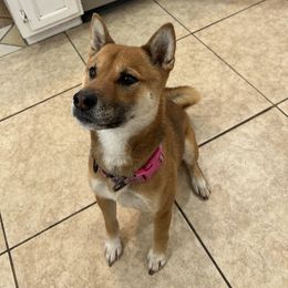Clarky - Shiba Inu