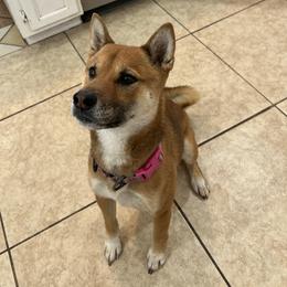 Clarky - Shiba Inu