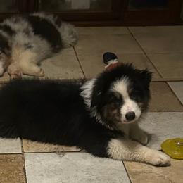 Bashert - Black tri-color Australian Shepherd puppy in Charleston, Arkansas from Gemfire Australian Shepherds