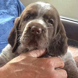 Purple Girl - Brown roan female Spinone Italiano puppy in Florida from Starfire Leonbergers and Spinone Italiano