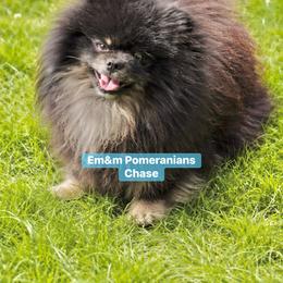 Chase - Pomeranian