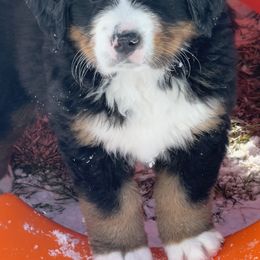 Bernese Mountain Dog Puppies from Breaking Trail Berners