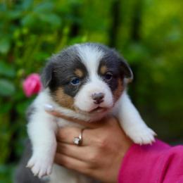 Girl 6 - Blue female Pembroke Welsh Corgi puppy in Ocala, Florida from Dolan Farms Corgis