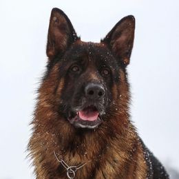 German Shepherds from Wilhendorf German Shepherd Dogs