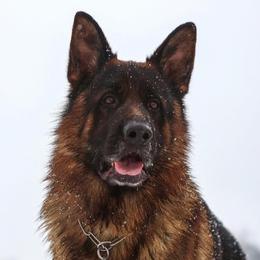German Shepherds from Wilhendorf German Shepherd Dogs