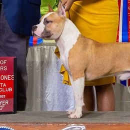 Champion Boogie - American Staffordshire Terrier