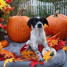 Oreo - Black tri-color male Aussiedoodle puppy in Hopkins, Missouri from Mowry Creek Mini Aussiedoodles and More