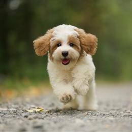 Dimond - Parti male Maltipoo puppy in Deming, Washington from Heavenly Puppies to Love