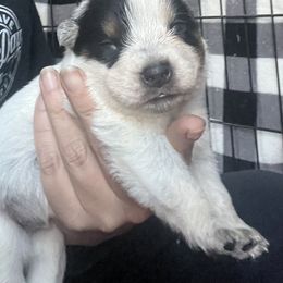 Boy 1 - Blue male Australian Cattle Dog puppy in Norton, Ohio from Australian Cattle Dog Company