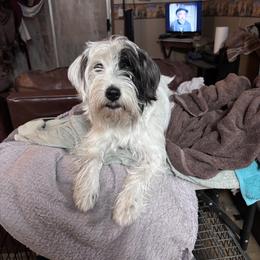 Pirate - Russell Terrier