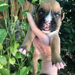 Boxer Puppies from Northwest Florida Boxers