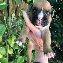 Boxer Puppies from Northwest Florida Boxers