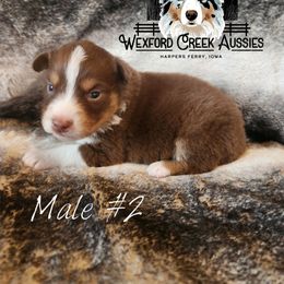 Boy 2 - Red tri-color male Australian Shepherd puppy in Harpers Ferry, Iowa from Wexford Creek Aussies, LLC