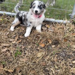 Miniature Australian Shepherd Puppies from Peace Creek Aussies