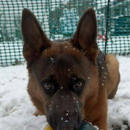 German Shepherd All Grown Up from M&M Shepherd Farms