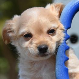 Baratheon - Fawn male Chihuahua puppy in Seneca, Missouri from Stephanie’s Puppy Colony