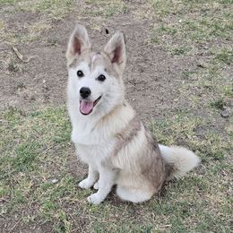 Shadow - Merle male Pomsky puppy in West Sacramento, California from Northern Cali Pomskies