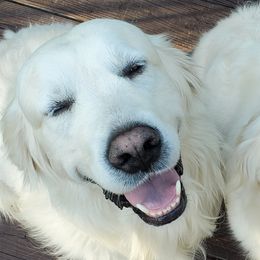 Aspen - Golden Retriever