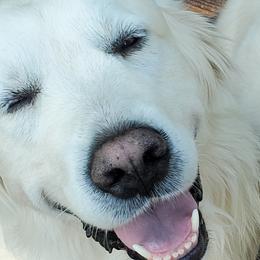 Aspen - Golden Retriever