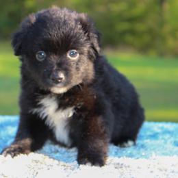 Cocoa - Black & white male Toy Australian Shepherd puppy in Bauxite, Arkansas from J and B Mini Aussies