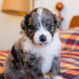 Girl 1 - female Australian Mountain Doodle puppy in Lafayette, Missouri from Brick House Farm Doodles