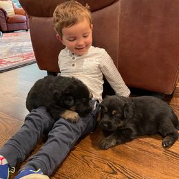 German Shepherd Puppies from Cornil Dariy