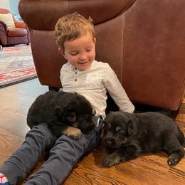 German Shepherd Puppies from Cornil Dariy