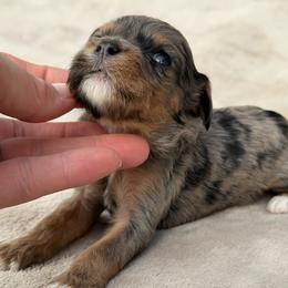 Chase - blue collar - Merle male Cavapoo puppy in Colorado Springs, Colorado from Shining Star Doodles