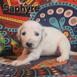 Dalmatian Puppies from Samba Flavors