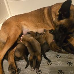 Red - Fawn sable male Belgian Malinois puppy in Baytown, Texas from De Linus Malinois