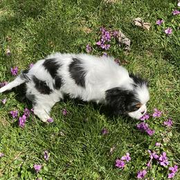 Cavalier King Charles Spaniel Puppies from Cascade Cavaliers